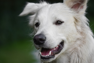 Dog Poop Pickup in Lenox Michigan