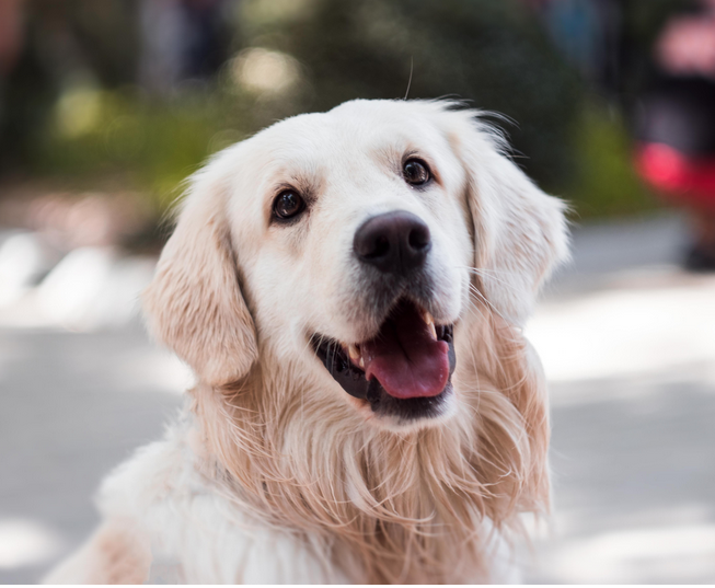 Dog Poop Pickup in Lenox Michigan