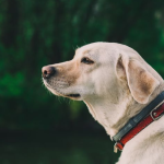 Dog Poop Pickup in Lenox Michigan