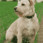 Dog Poop Pickup in Lenox Michigan