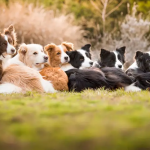 Dog Poop Pickup in Lenox Michigan